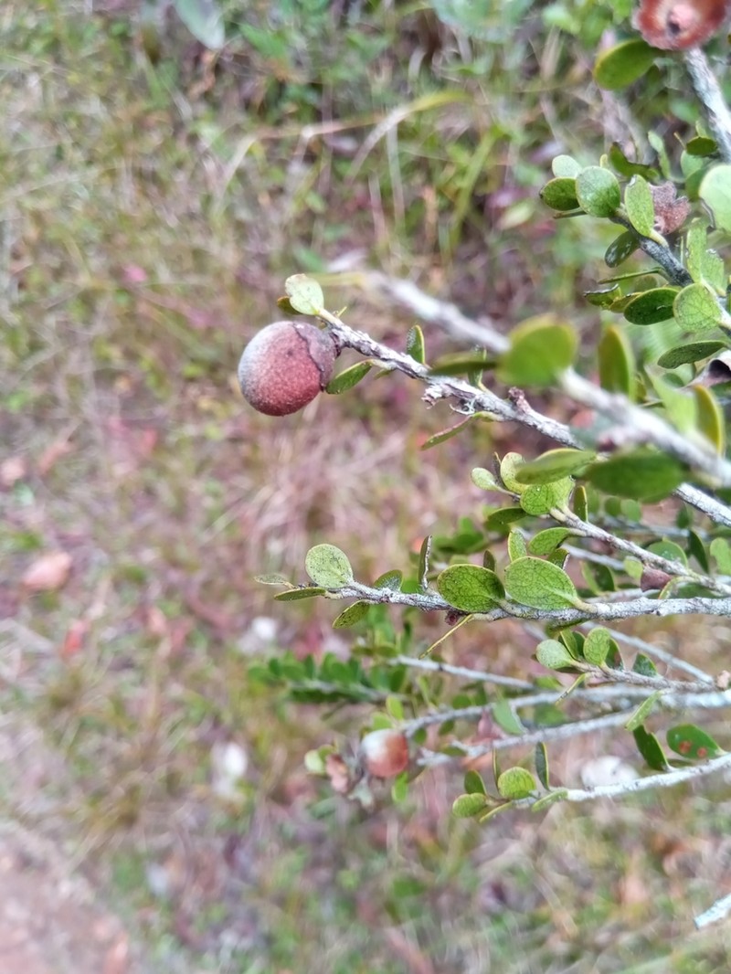 Diospyros myriophylla photo 3