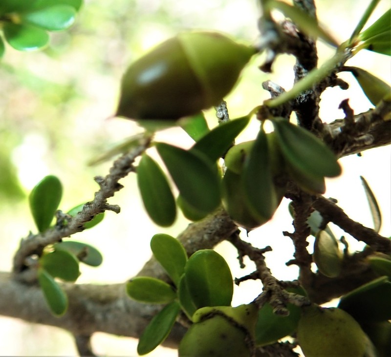 Diospyros myriophylla photo 4