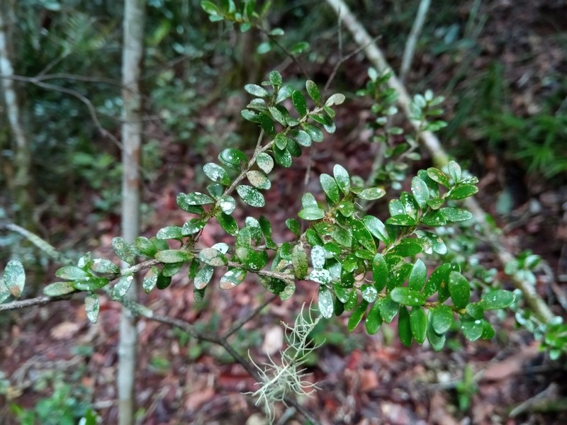 Diospyros myriophylla photo 5