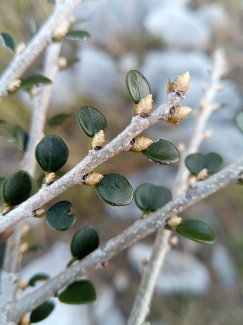 Diospyros myriophylla photo 6