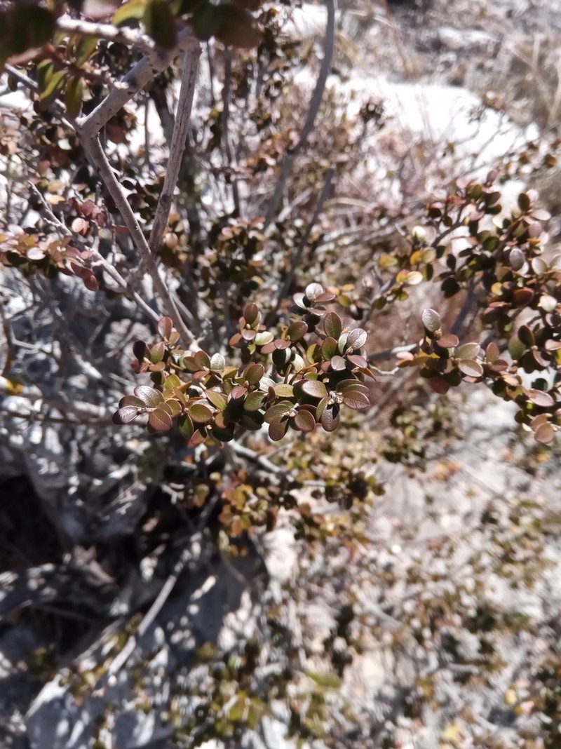 Diospyros myriophylla photo 7