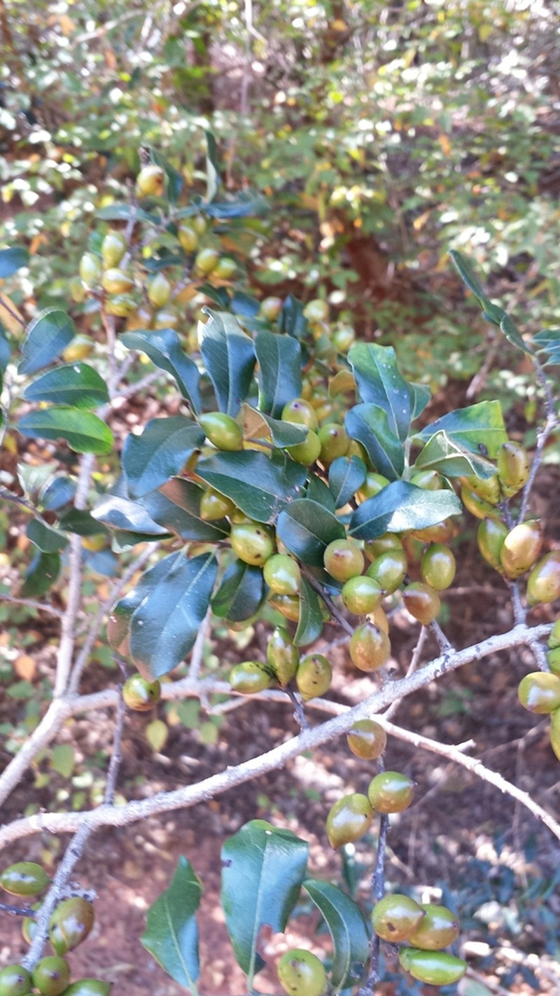Diospyros myriophylla photo 8