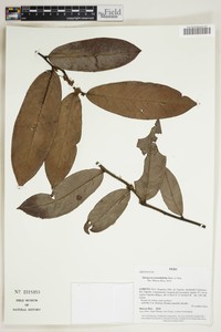 Diospyros myrmecocarpa