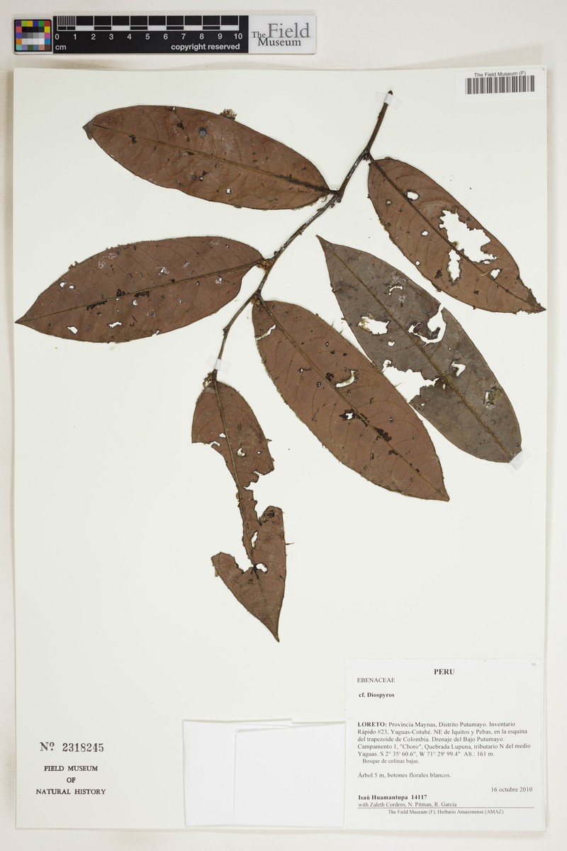 Diospyros myrmecocarpa photo 2