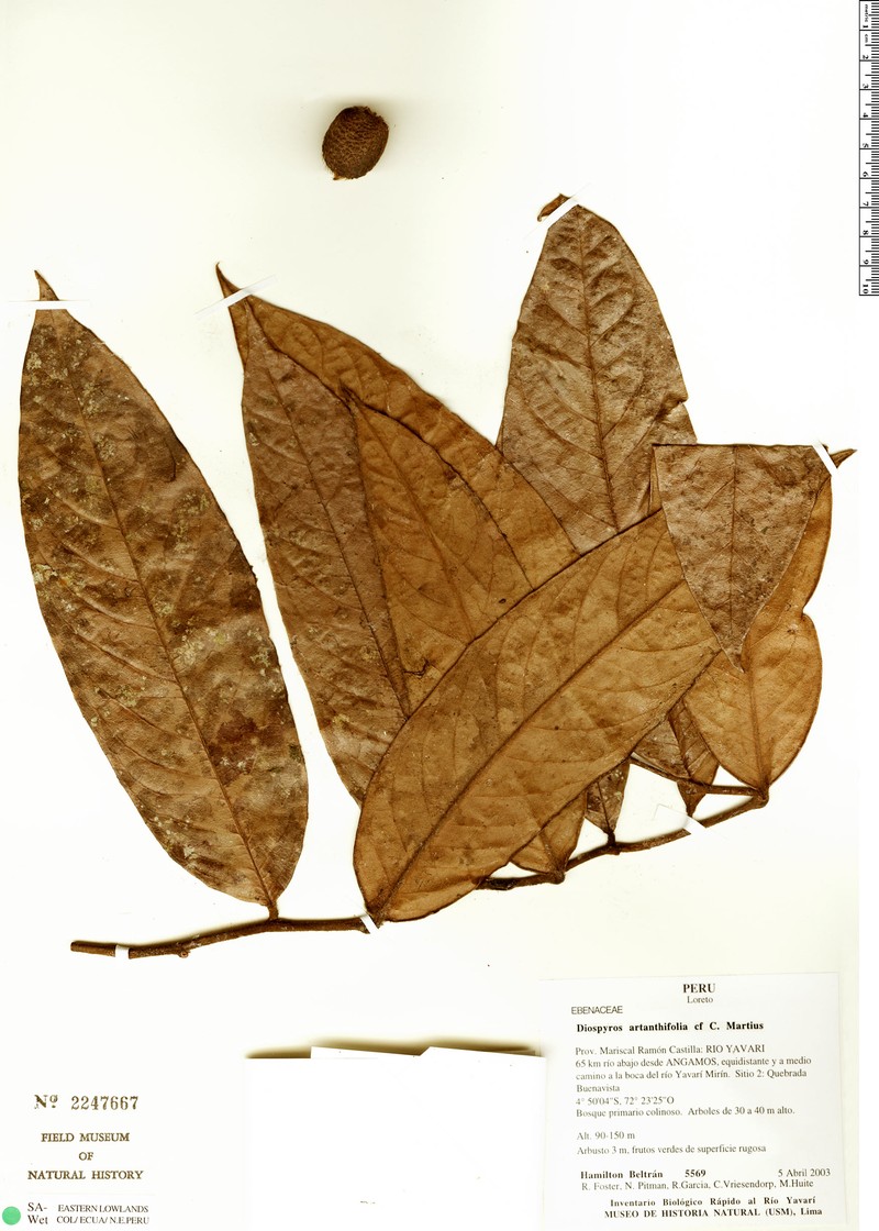 Diospyros myrmecocarpa photo 3