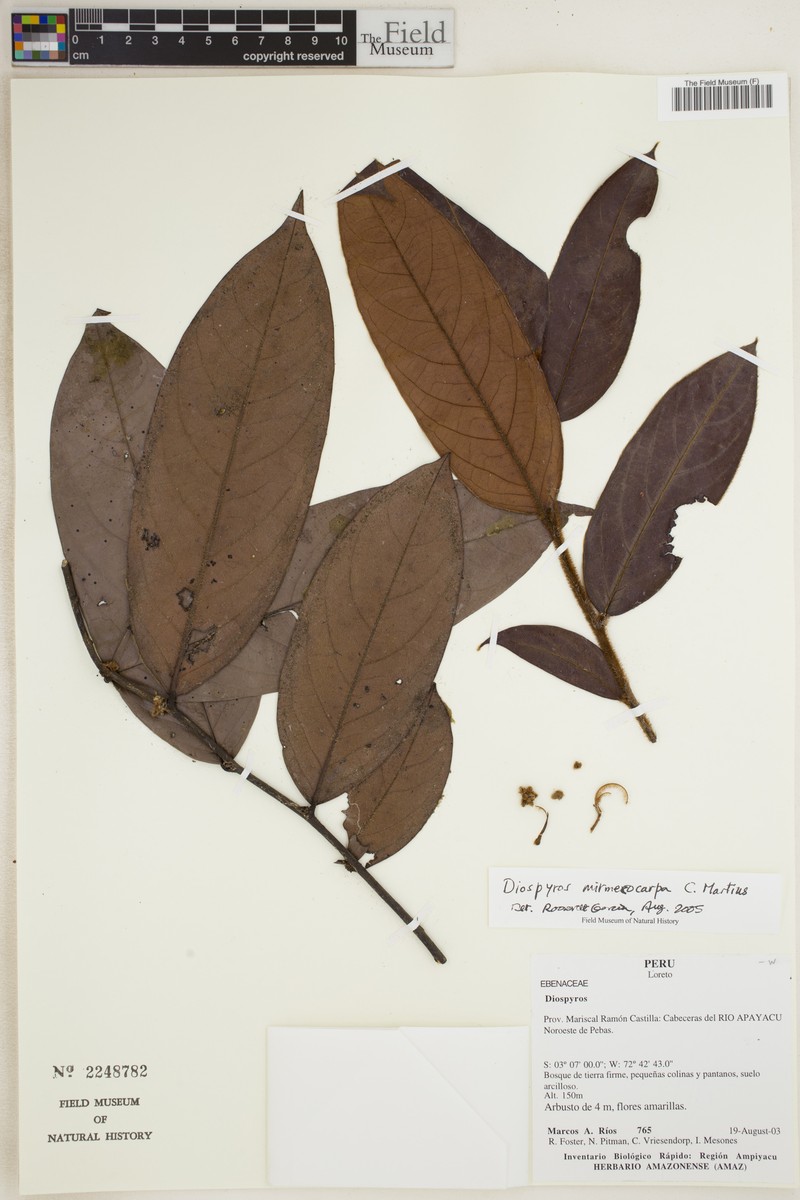 Diospyros myrmecocarpa photo 4