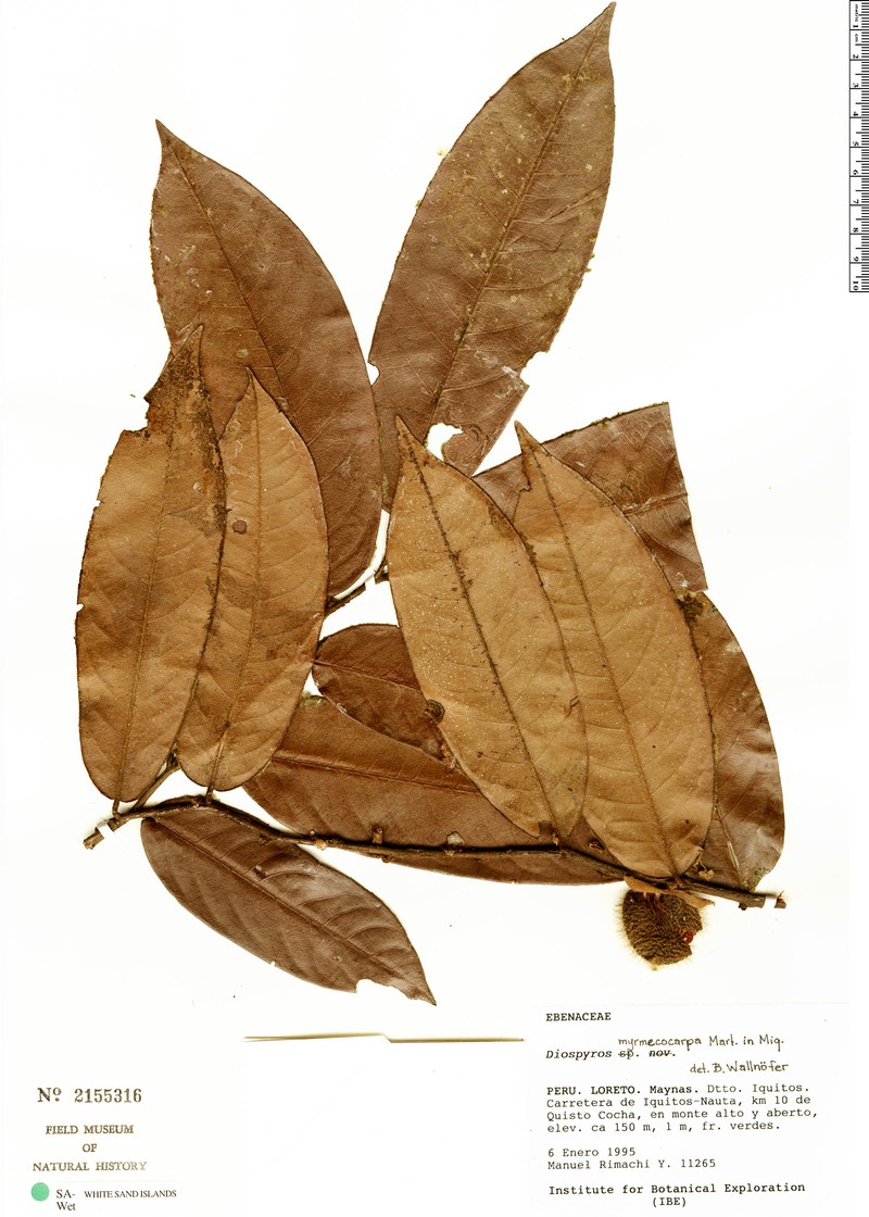 Diospyros myrmecocarpa photo 5