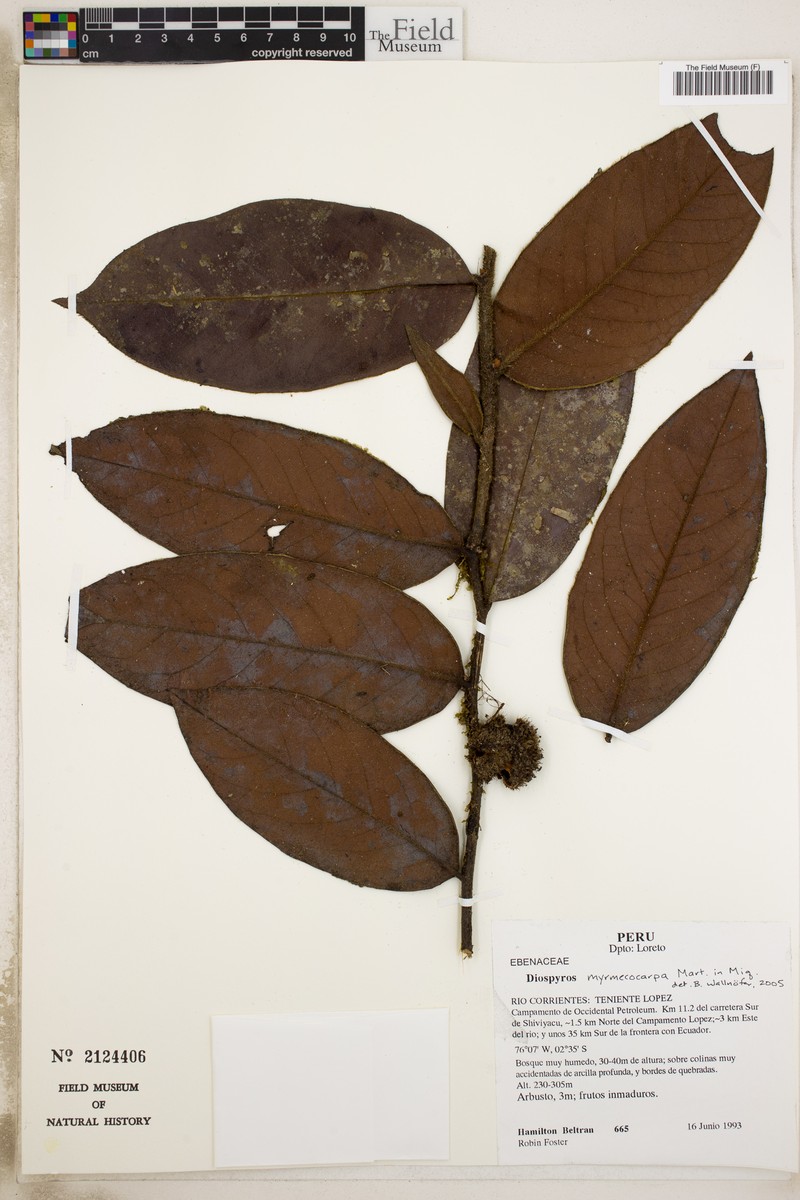 Diospyros myrmecocarpa photo 6
