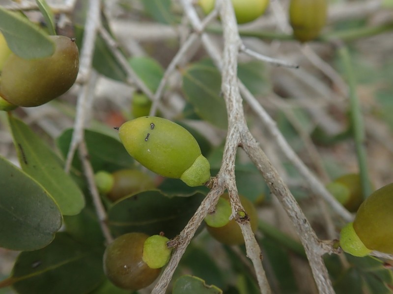 Diospyros myrtifolia photo 3