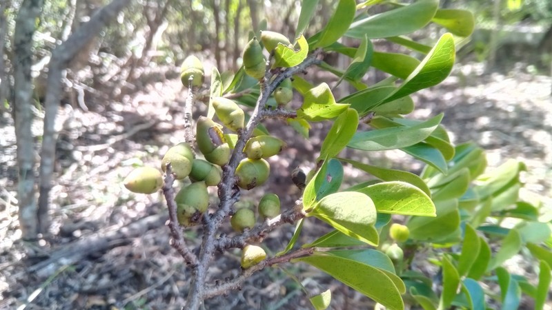 Diospyros myrtifolia photo 4