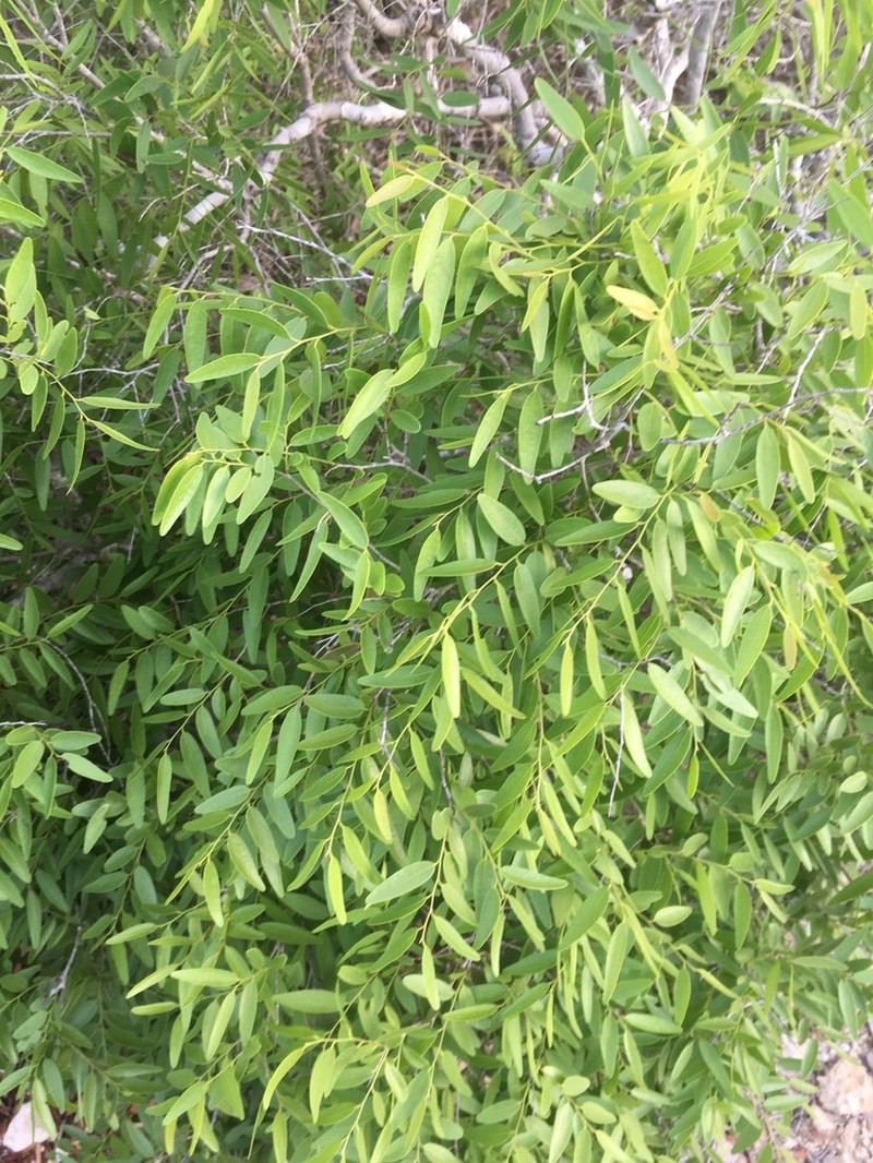 Diospyros myrtifolia photo 5
