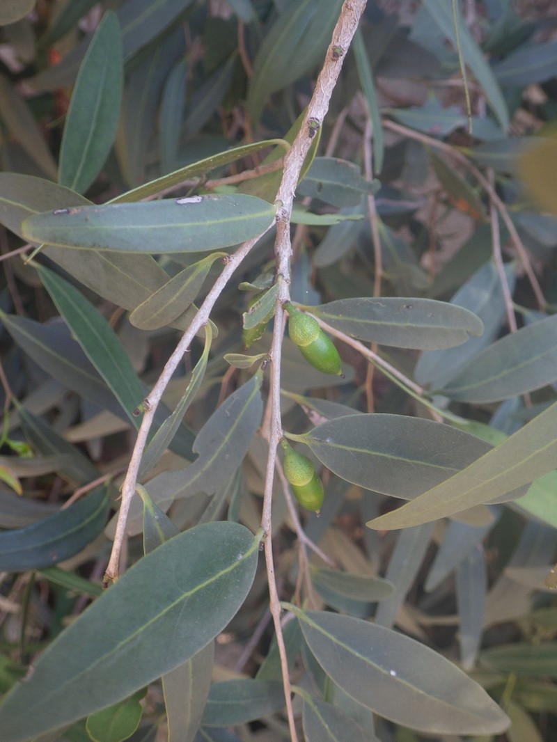Diospyros myrtifolia photo 6