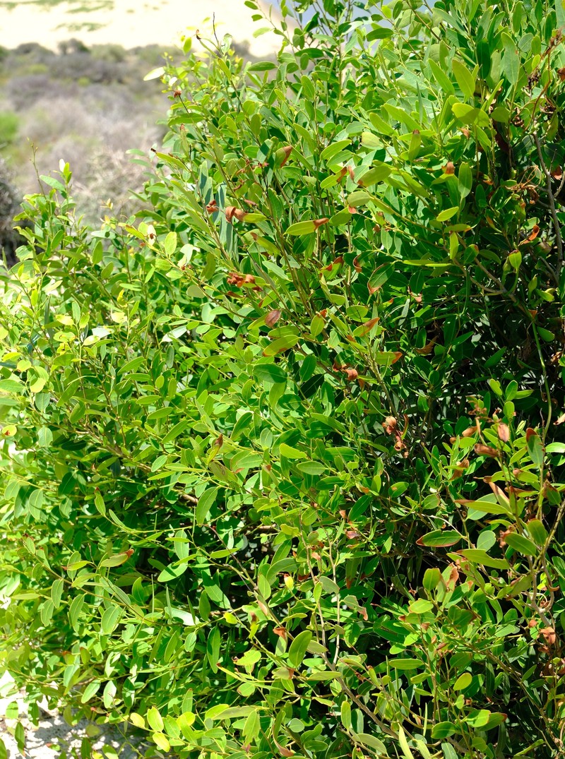 Diospyros myrtifolia photo 7