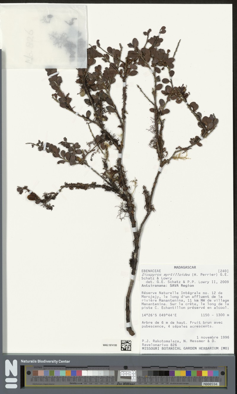 Diospyros myrtilloides