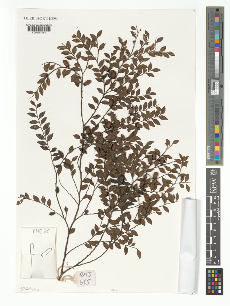 Diospyros myrtilloides photo 2