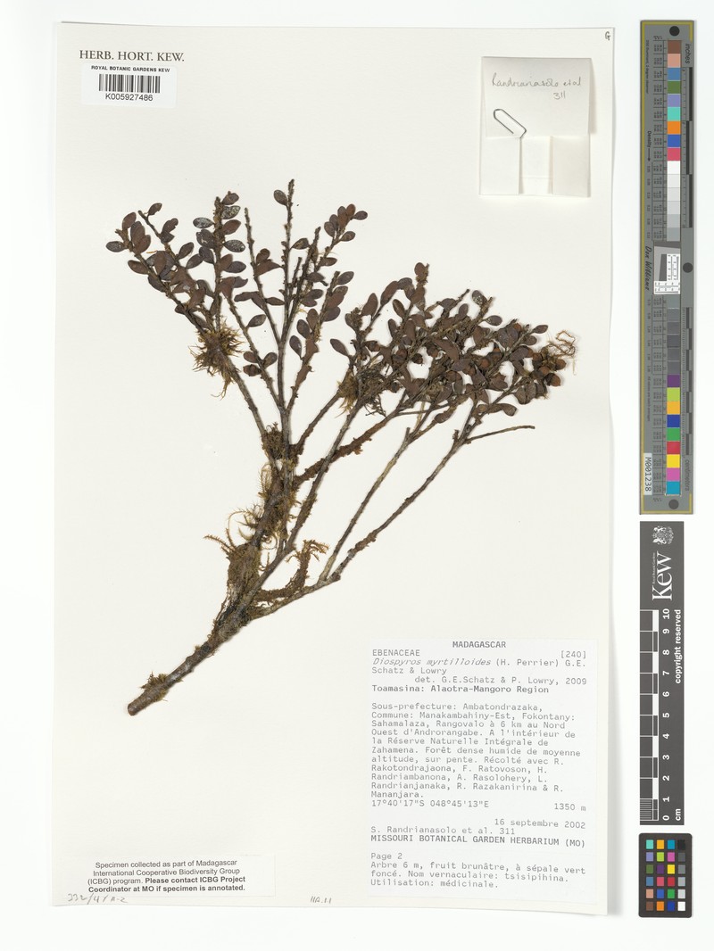 Diospyros myrtilloides photo 3