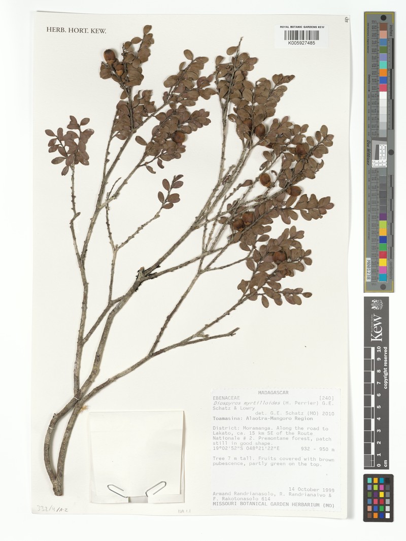 Diospyros myrtilloides photo 4