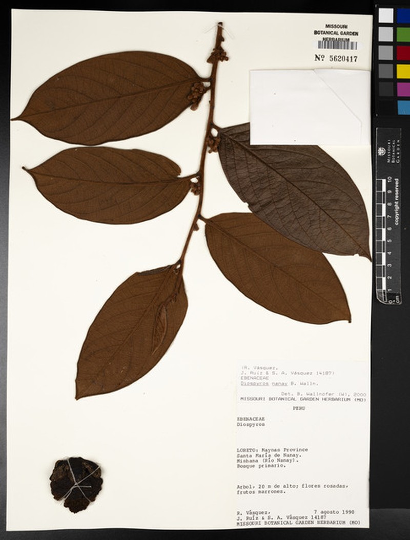Diospyros nanay photo 3