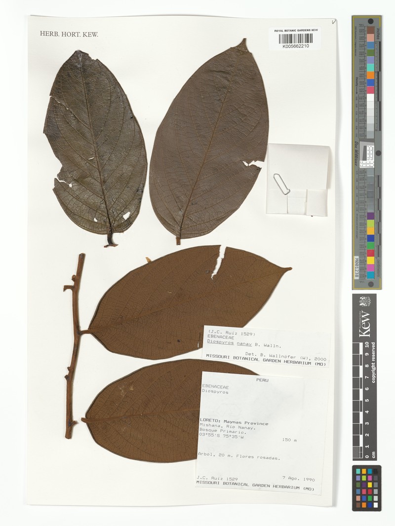 Diospyros nanay photo 5