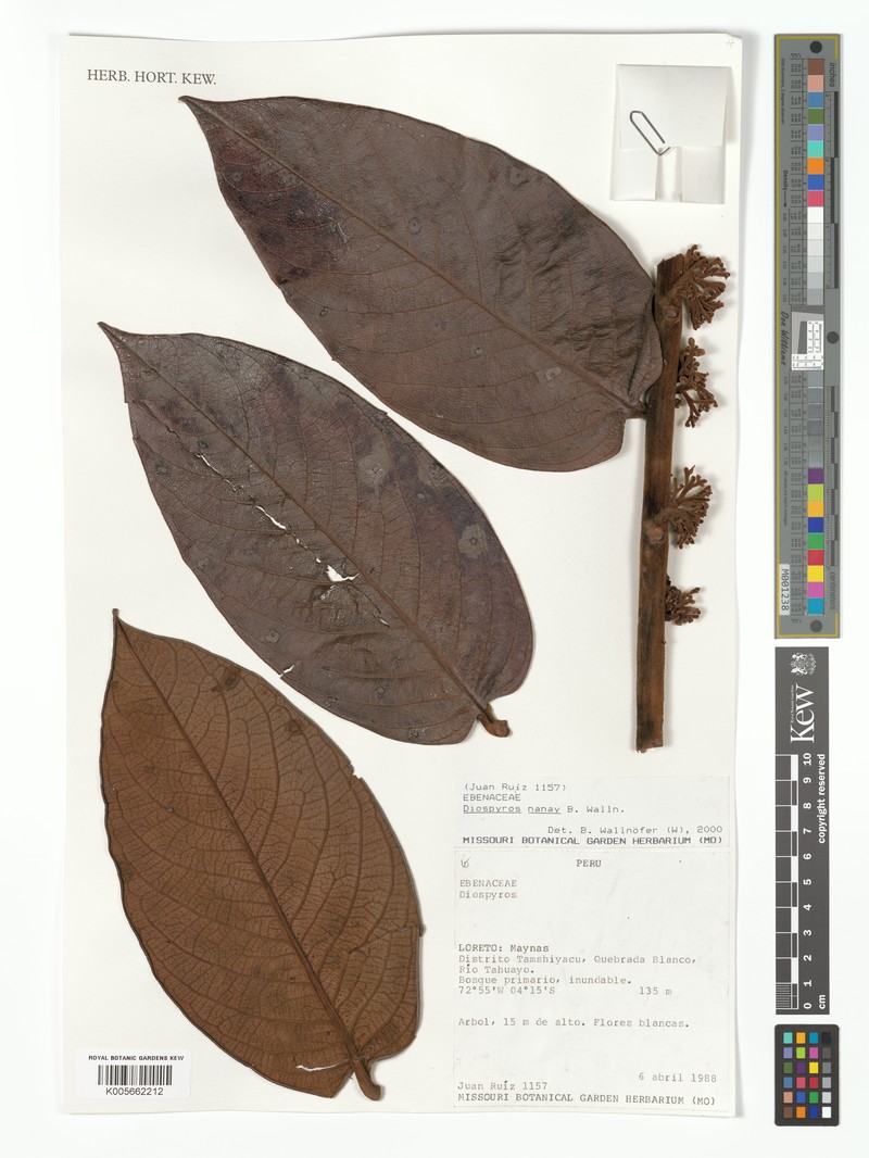Diospyros nanay photo 8