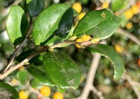 Diospyros natalensis
