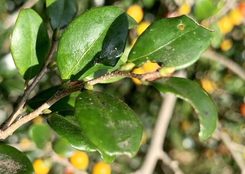 Diospyros natalensis