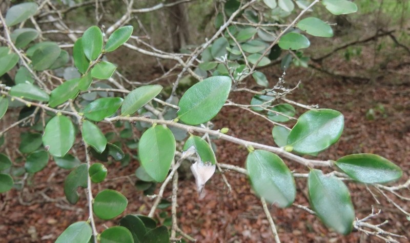 Diospyros natalensis photo 2