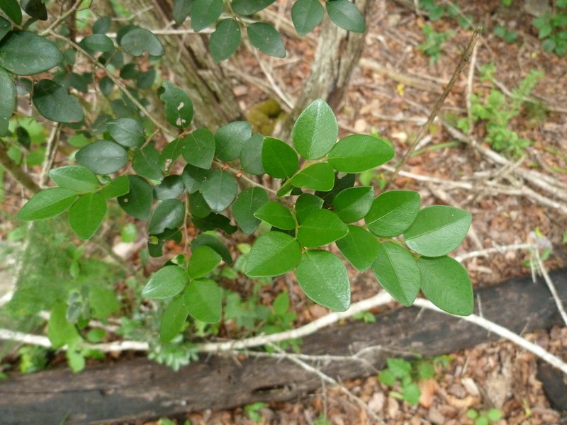 Diospyros natalensis photo 3