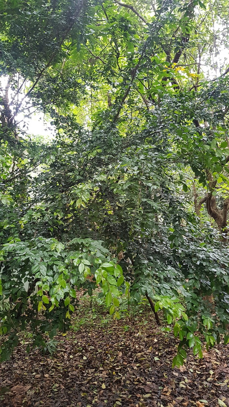Diospyros natalensis photo 4