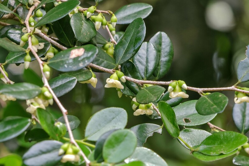 Diospyros natalensis photo 5