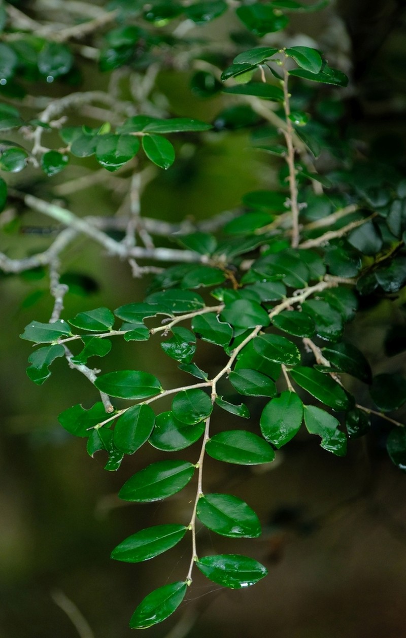 Diospyros natalensis photo 6
