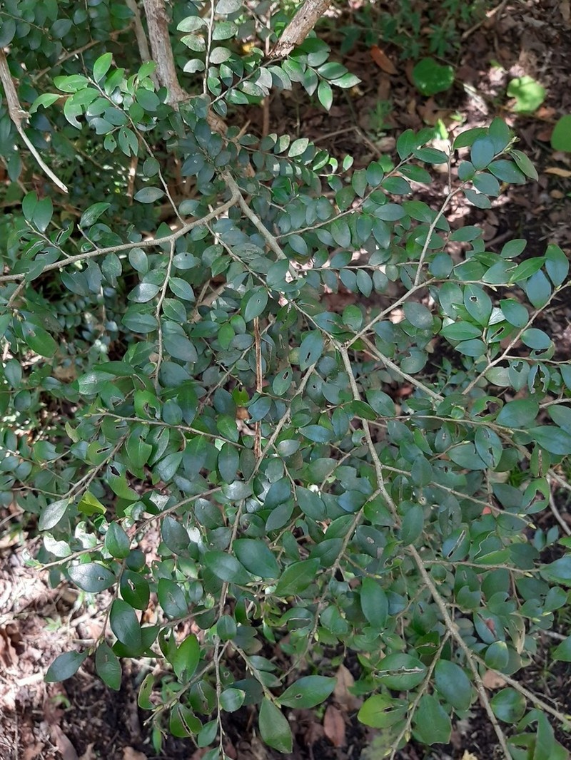 Diospyros natalensis photo 7