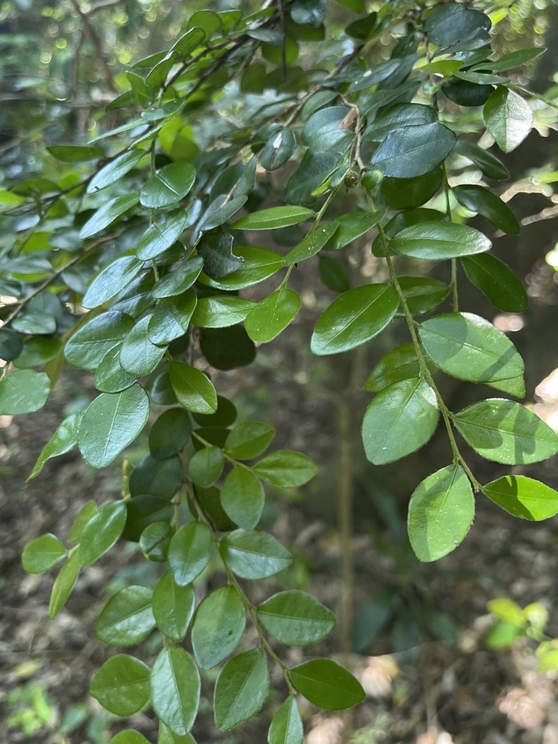 Diospyros natalensis photo 8