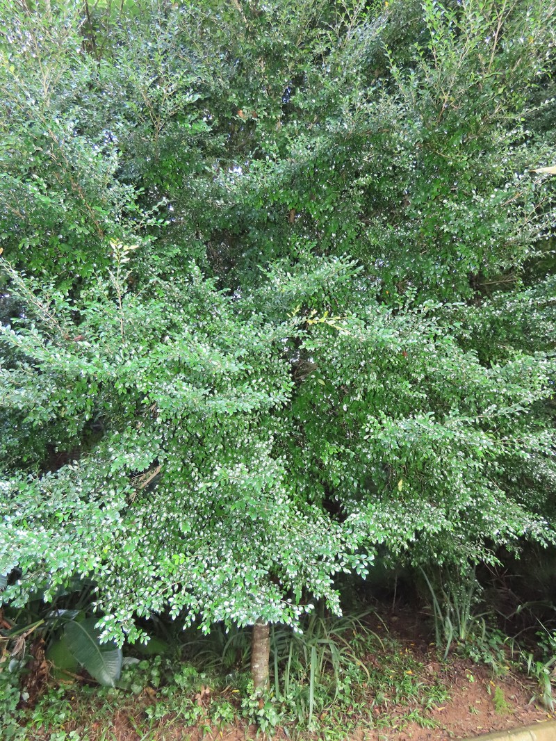 Diospyros natalensis subsp. natalensis
