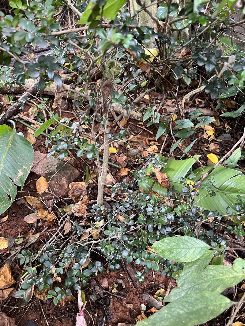 Diospyros natalensis subsp. natalensis photo 2
