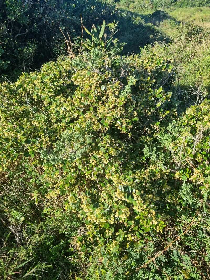 Diospyros natalensis subsp. natalensis photo 3