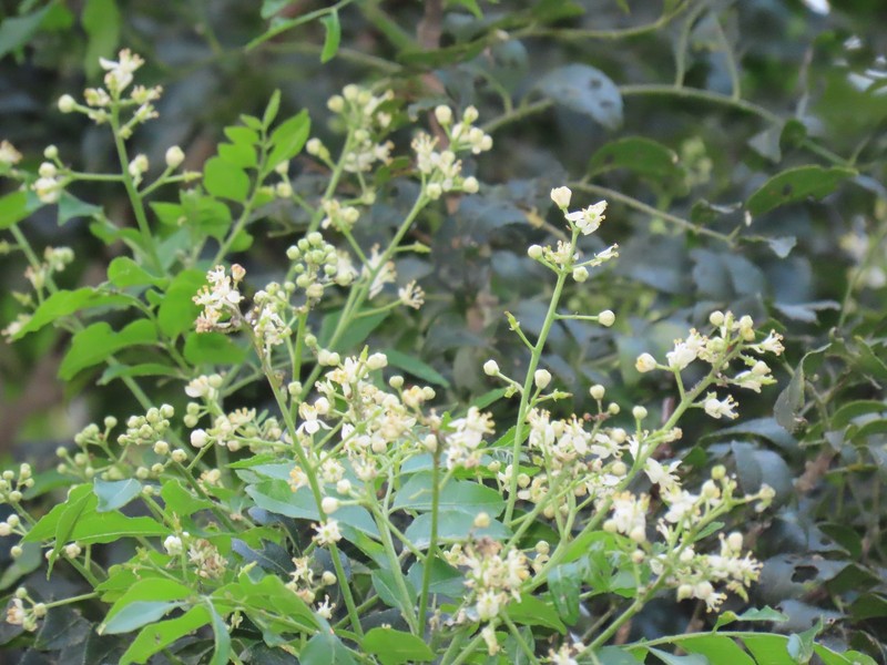 Diospyros natalensis subsp. natalensis photo 4