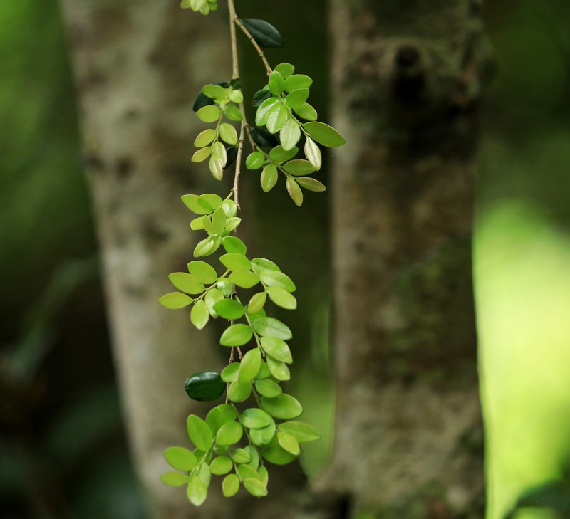 Diospyros natalensis subsp. natalensis photo 6