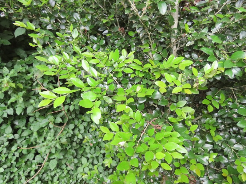 Diospyros natalensis subsp. natalensis photo 7