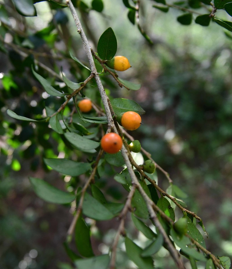 Diospyros natalensis subsp. natalensis photo 8