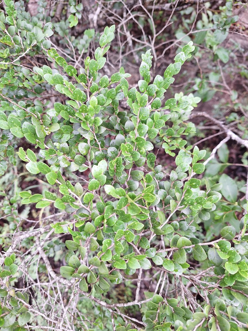 Diospyros natalensis subsp. nummularia