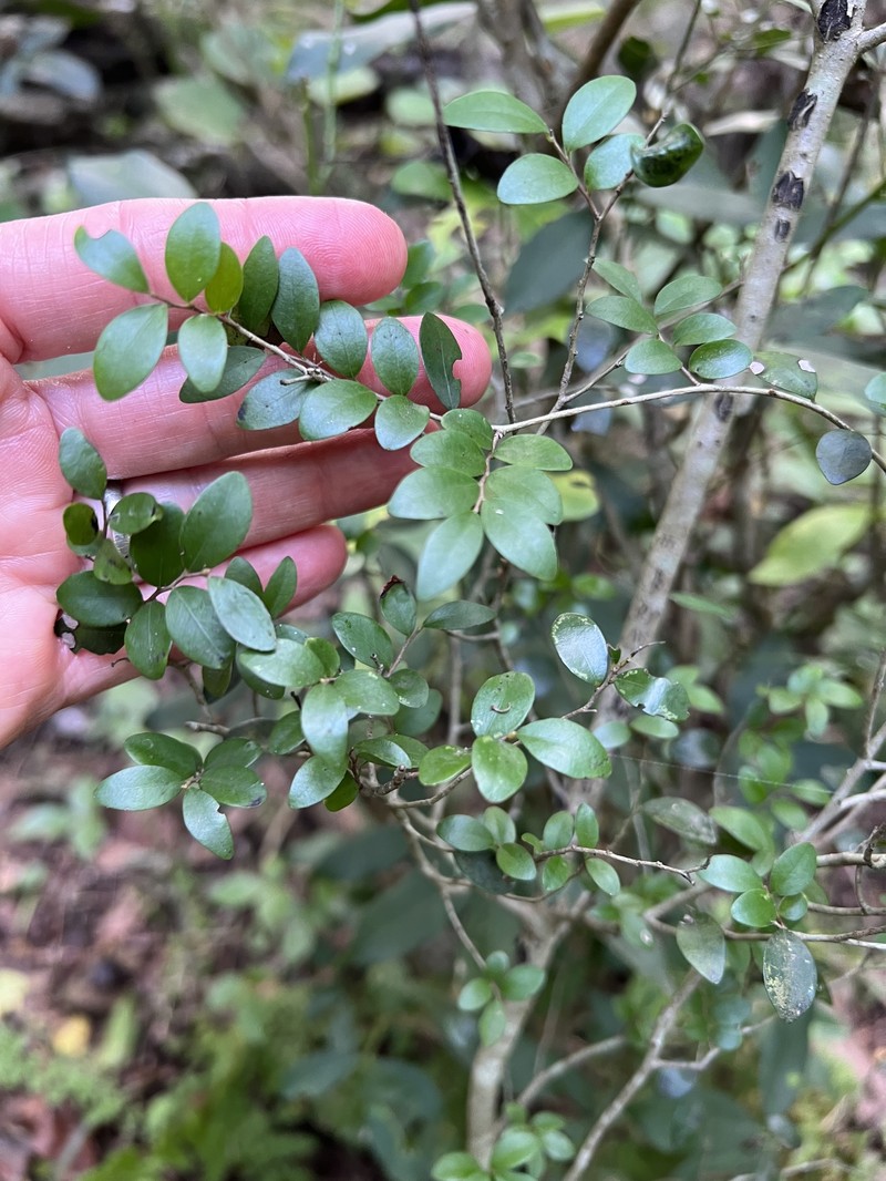 Diospyros natalensis subsp. nummularia photo 2
