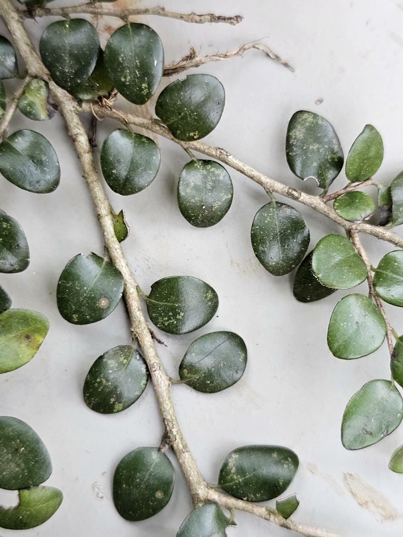 Diospyros natalensis subsp. nummularia photo 3