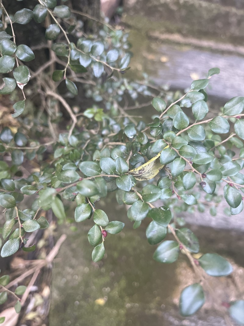 Diospyros natalensis subsp. nummularia photo 4