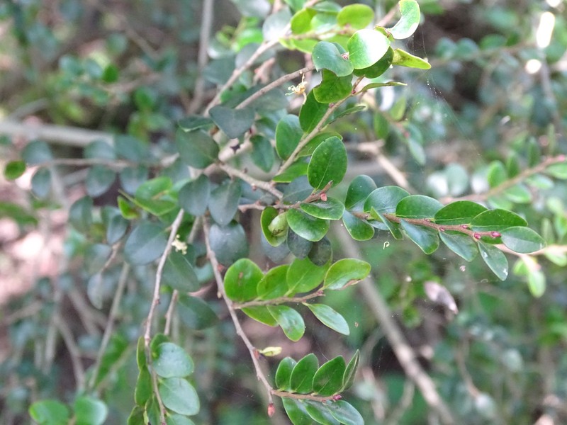 Diospyros natalensis subsp. nummularia photo 5