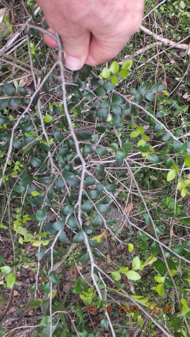 Diospyros natalensis subsp. nummularia photo 6