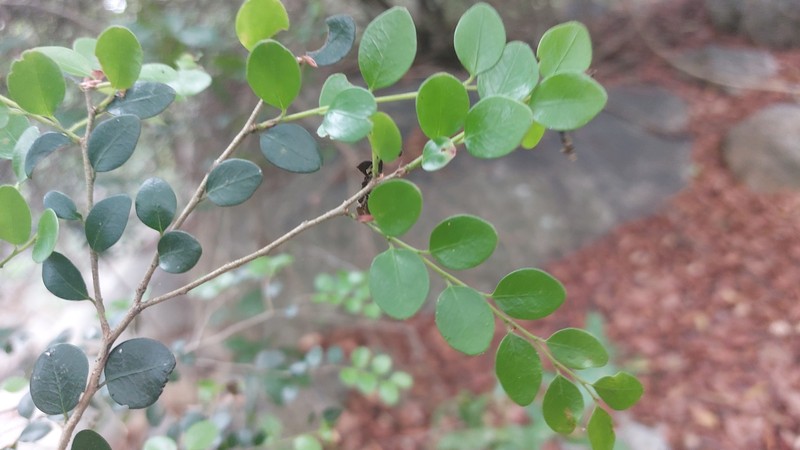 Diospyros natalensis subsp. nummularia photo 7