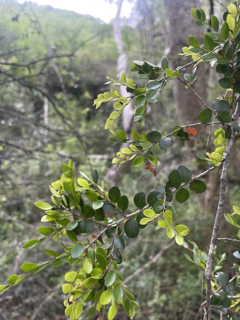 Diospyros natalensis subsp. nummularia photo 8