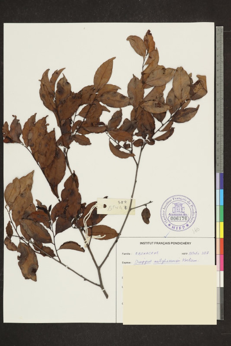 Diospyros neilgerrensis