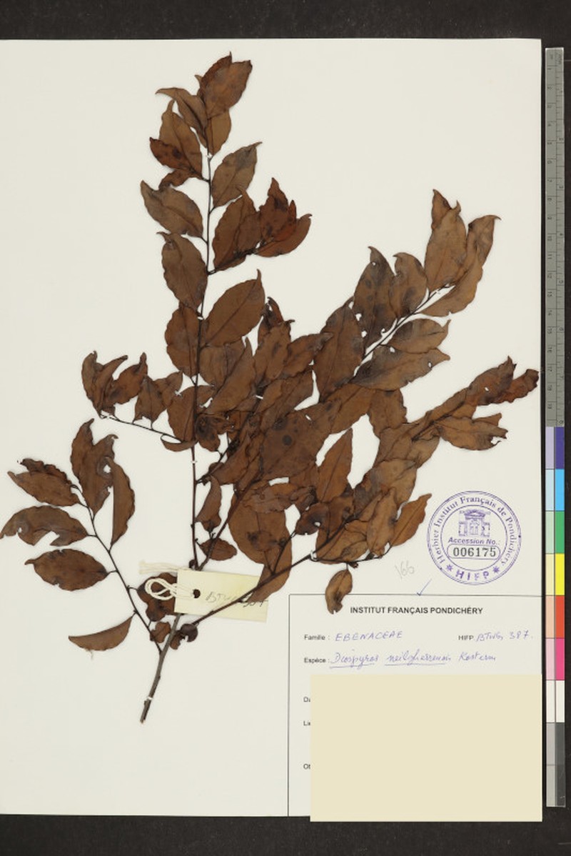 Diospyros neilgerrensis photo 2